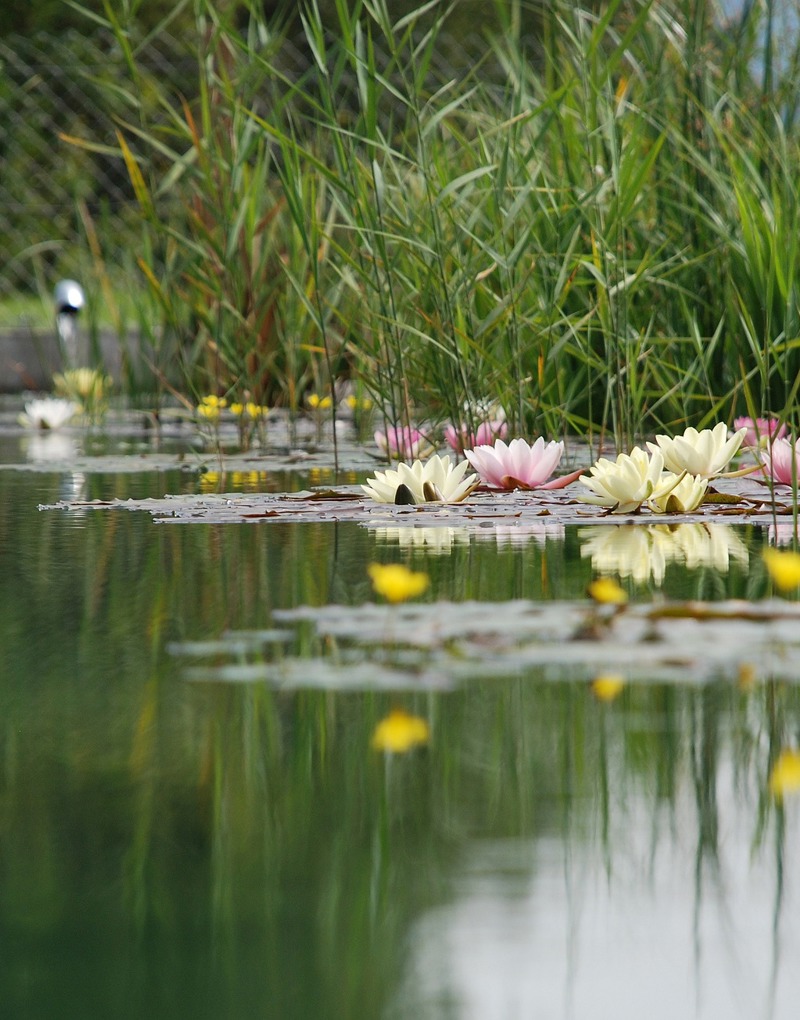 Swimming Pond 1529485 1920